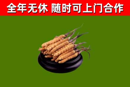 南川回收散虫草