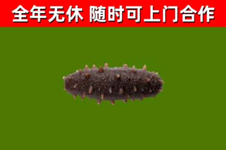 南川回收海参干